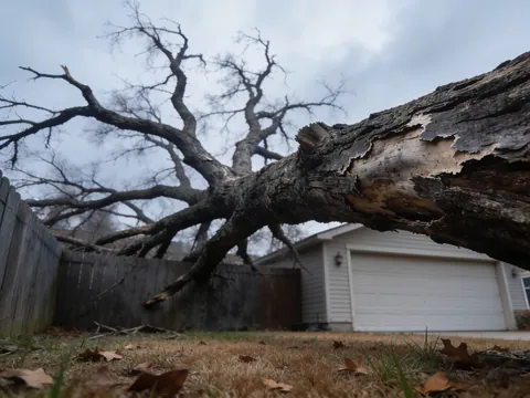 Before tree removal: dead tree leaning toward a house